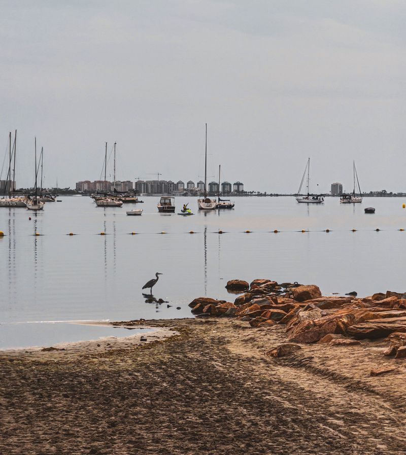 Zeilboten en een reiger aan de oever van de Mar Menor, in Santiago de la Ribera